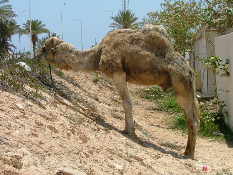 velbloud.jpg